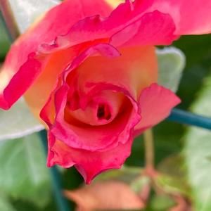 Meet your Posher, Ellen